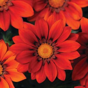 gazania-new-day-red-shades