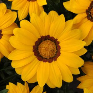 gazania-new-day-yellow