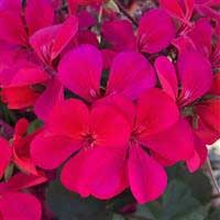 geranium-caldera-hot-pink