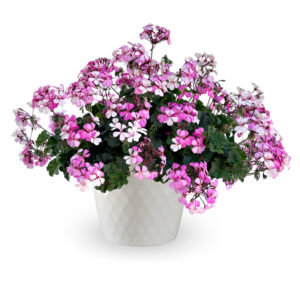 geranium-caldera-lavender-glow