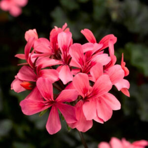 GERANIUM INTERSPECIFIC CALDERA SALMON