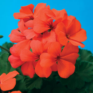 geranium-caliente-orange