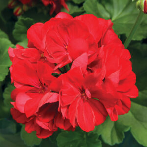 geranium-calliope-large-dark-red