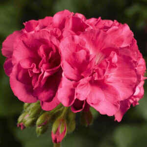 geranium-calliope-medium-salmon