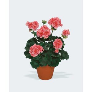 geranium-darko-salmon