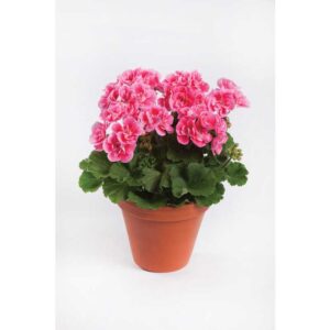 geranium-darko-spanish-wine-rose