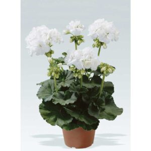 geranium-darko-white