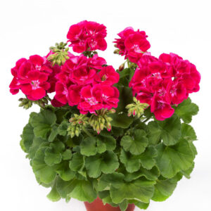 geranium-flower-fairy-red-splash