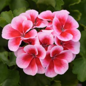 geranium-marcada-pink-purple-eye