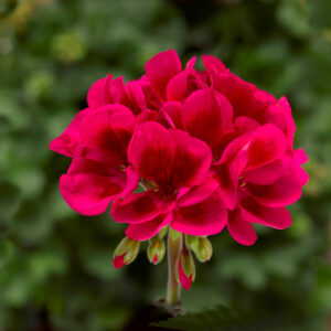 GERANIUM INTERSPECIFIC MOJO CRANBERRY SPLASH