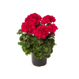 geranium-mojo-magenta