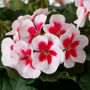 geranium-mojo-white-splash