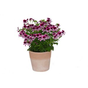 geranium-mosquitaway-eva