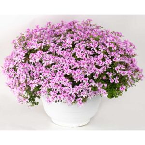 geranium-mosquitaway-lemona