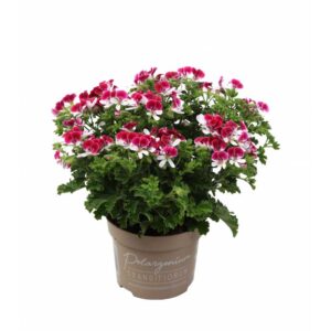 geranium-mosquitaway-senna