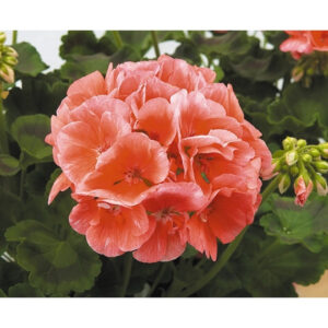 geranium-patriot-salmon-chic