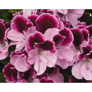 geranium-regal-elegance-purple-majesty