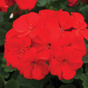 geranium-rocky-mountain-dark-red