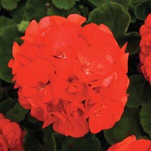 geranium-rocky-mountain-orange