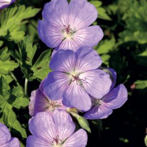 geranium-rozanne