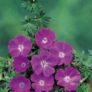 geranium-sang-max-frei
