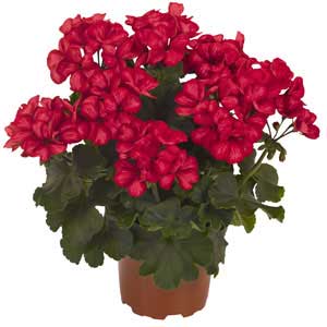 geranium-sarita-sunstar-red