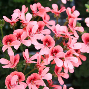 geranium-scente-aroma-bunny-brunch