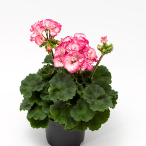 GERANIUM ZONAL TANGO STRAWBERRY ICE