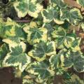 hedera-golden-ingot