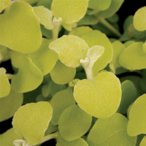 helichrysum-limelight