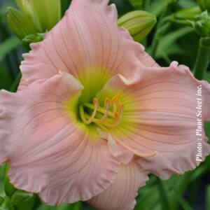 hemerocallis-barbara-mitchell