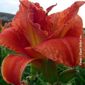 hemerocallis-x-moses-fire
