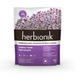herbionik-eco-rustik-semence-fleurs-sauvages-thym-rampant-nain