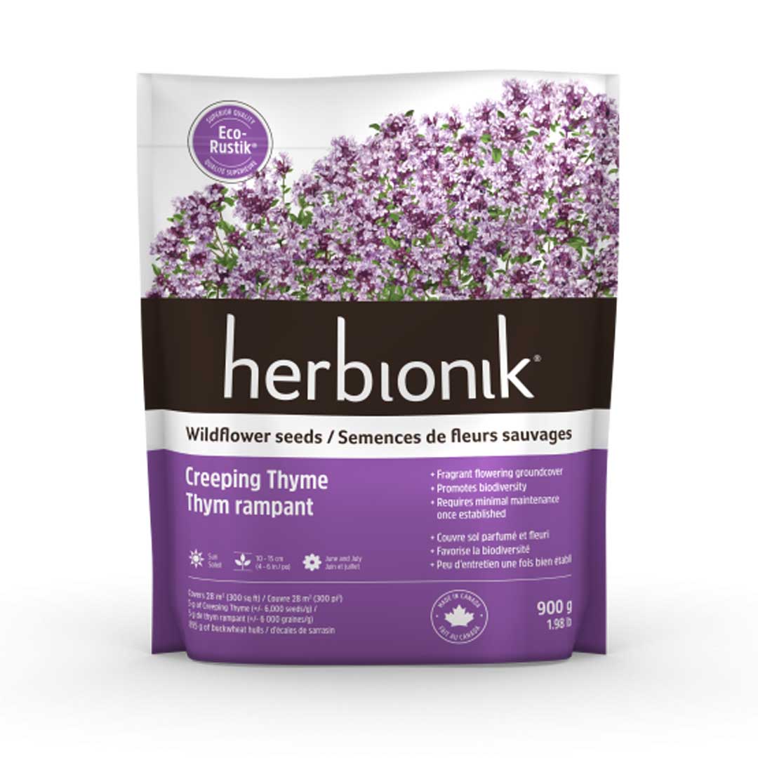 herbionik-eco-rustik-semence-fleurs-sauvages-thym-rampant-nain