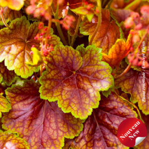 heuchera-eternal-flame