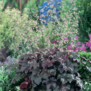 Heuchera micrantha Palace Purple