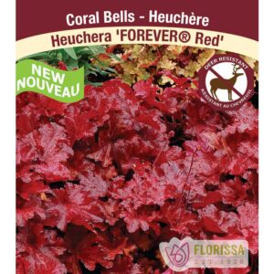 heuchera-x-forever-red