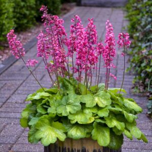 heuchera-x-timeless-glow