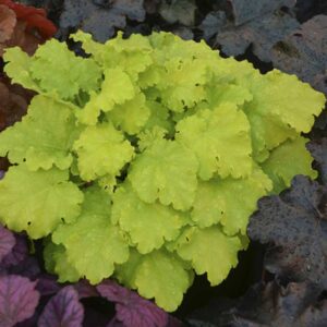 heuchera-x-twist-of-lime