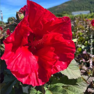 hibiscus-summerific-valentines-crush-pw