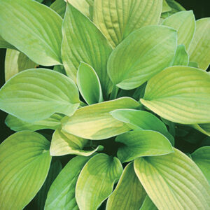 Hosta August Moon