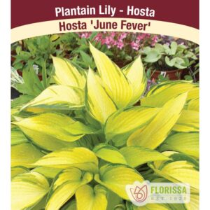 hosta-june-fever