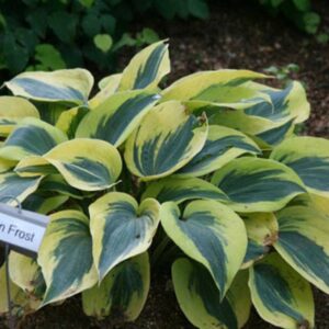 hosta-x-autumn-frost