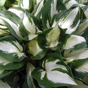 hosta-x-fire-and-ice