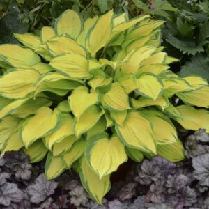 hosta-x-island-breeze