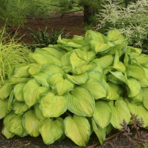 hosta-x-stained-glass