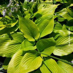hosta-x-sum-and-substance