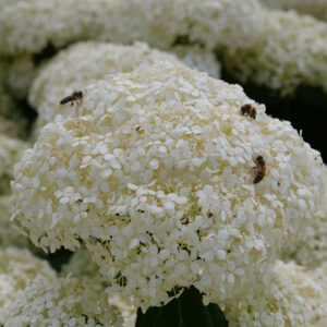 hydrangea-arb-incrediball-storm-proof