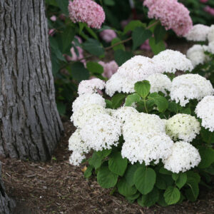 hydrangea-arb-invincibelle-wee-white
