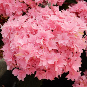 hydrangea-macro-starfield
